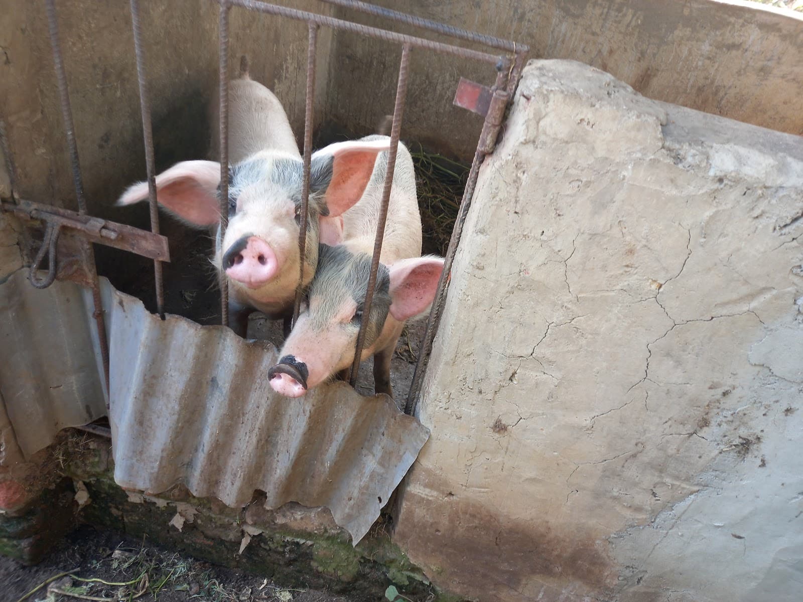 Zwei Schweine schauen durch ein Gitter aus Baustahl in ihrem Stall.