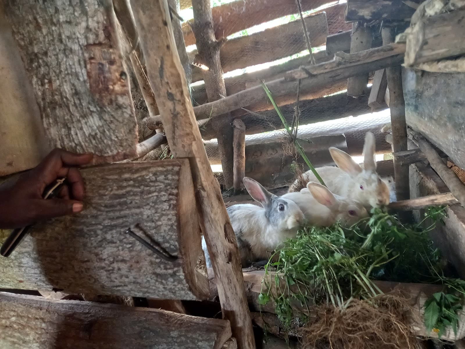 Weiße Kaninchen fressen Grünzeug in einem Holzstall.